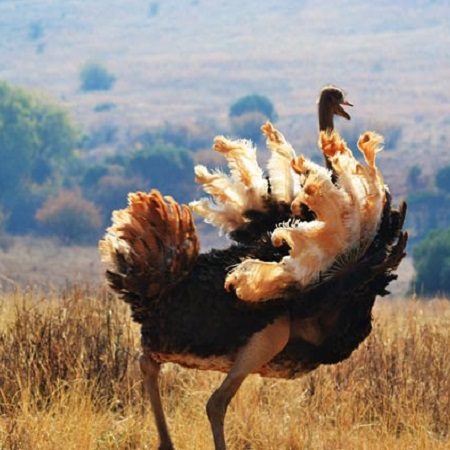 Ostrich-شترمرغ