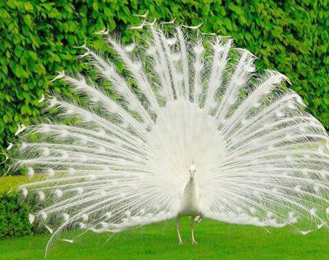 تخم نطفه دار طاووس سفید 100,000 تومان