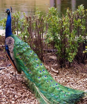 تخم نطفه دار طاووس هندی 80,000 تومان