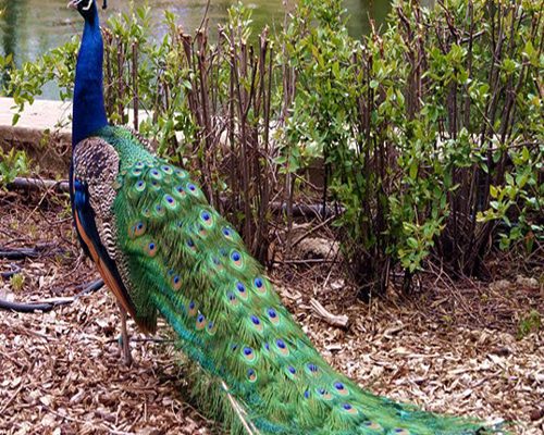 تخم نطفه دار طاووس هندی 80,000 تومان