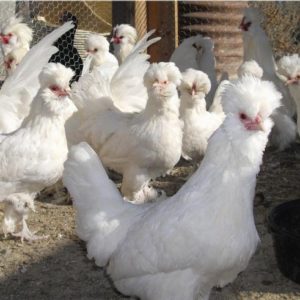 تخم نطفه دار مرغ سلطان فر 6,000 تومان