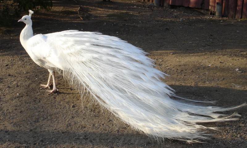 تخم نطفه دار طاووس سفید ۱۰۰,۰۰۰ تومان ۲
