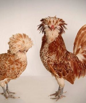 تخم نطفه دار مرغ لهستانی گلد 7,000 تومان