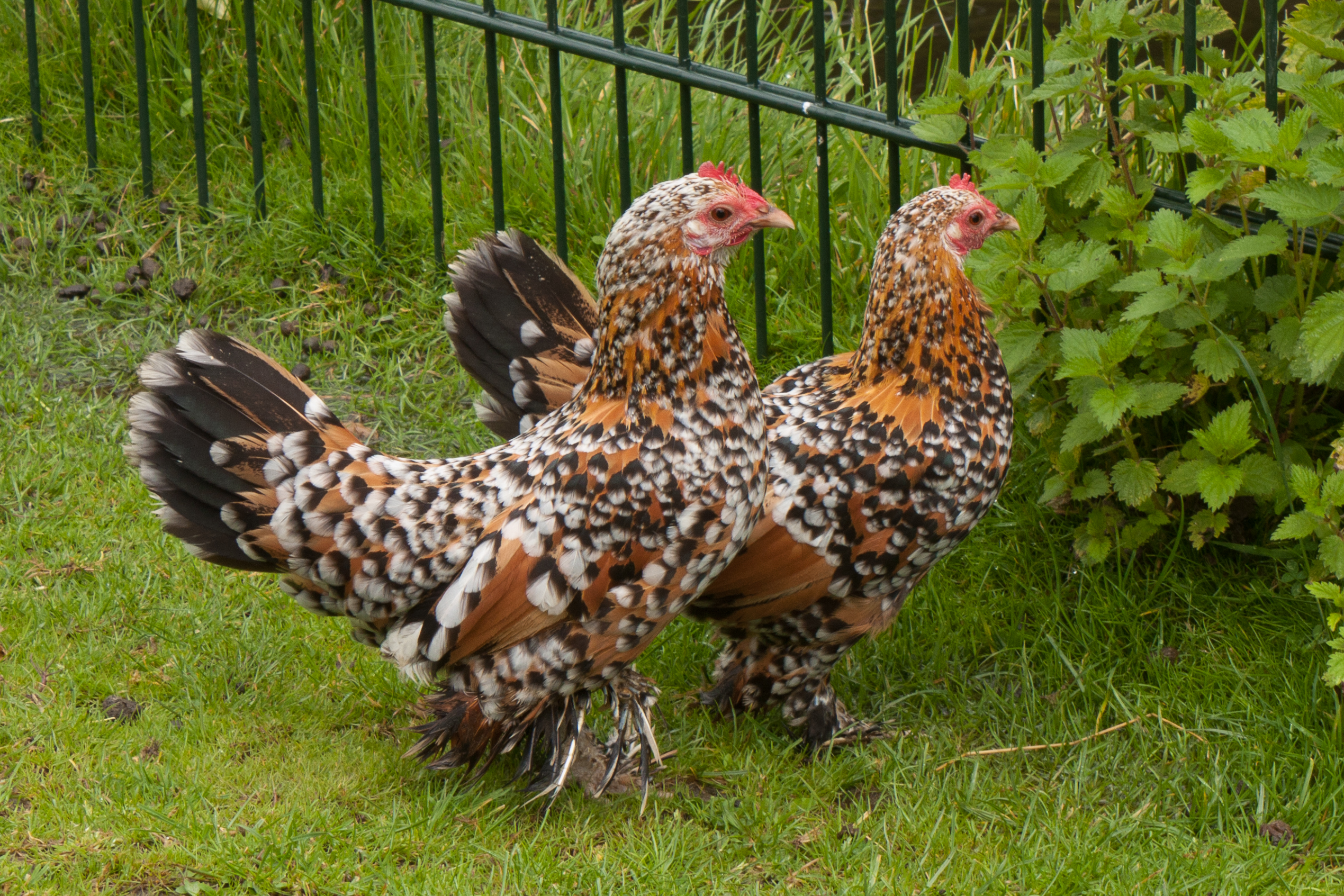 تخم نطفه دار مرغ بلژیکی ۷,۰۰۰ تومان ۲